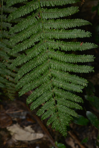 Leptopteris wilkesiana observed 2021-08-14