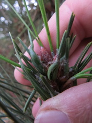 Thecodiplosis piniradiatae