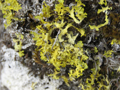 Vulpicida juniperinus