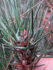 Thecodiplosis piniradiatae