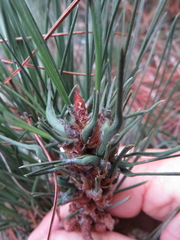 Thecodiplosis piniradiatae