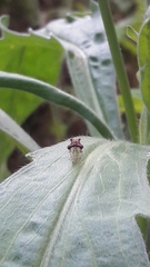 Cyphonia clavigera