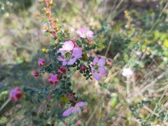 Leptospermum rotundifolium