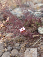 Chamaerhodos grandiflora