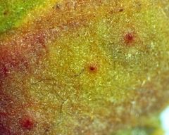 Polystepha pustuloides