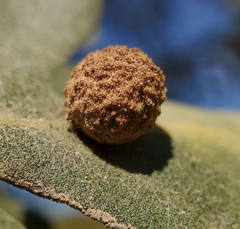 Cynips multipunctata