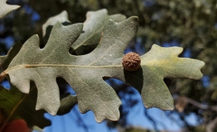 Cynips multipunctata