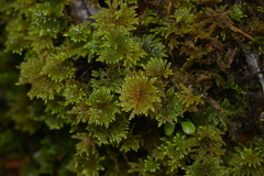 Hypnodendraceae