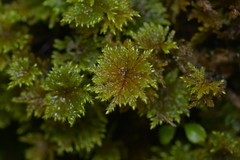 Hypnodendraceae