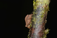 Hyperyboella