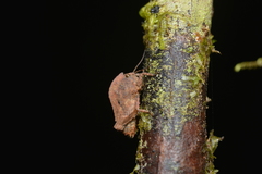 Hyperyboella