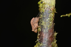 Hyperyboella
