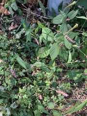 Persicaria longiseta