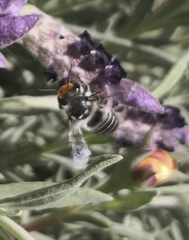 Megachile chrysopyga