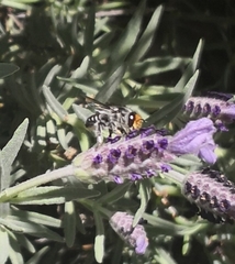Megachile chrysopyga