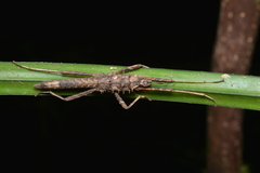Labidiophasma rouxi