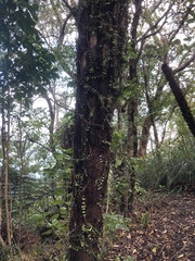 Metrosideros perforata