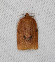 Choristoneura obsoletana