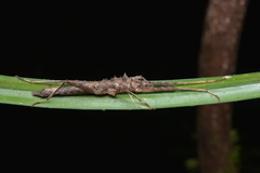 Labidiophasma rouxi