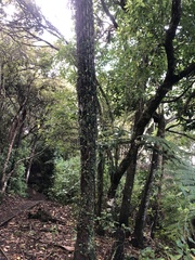 Metrosideros perforata