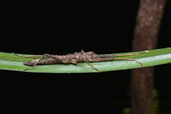 Labidiophasma rouxi