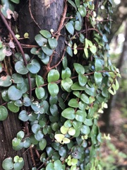 Metrosideros perforata