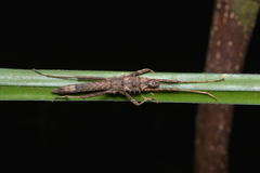 Labidiophasma rouxi