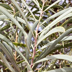 Acacia omalophylla