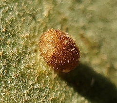 Neuroterus saltatorius