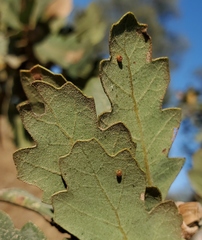 Neuroterus saltatorius