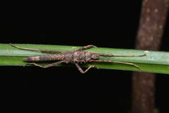 Labidiophasma rouxi
