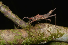 Labidiophasma rouxi