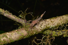 Labidiophasma rouxi