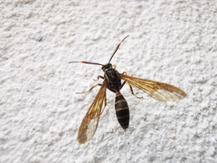 Pseudosphex melanogen