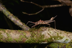 Labidiophasma rouxi