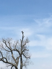 Haliaeetus leucocephalus leucocephalus