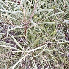 Acacia omalophylla