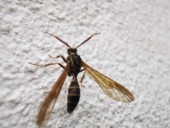 Pseudosphex melanogen