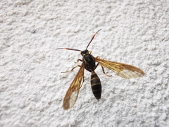 Pseudosphex melanogen