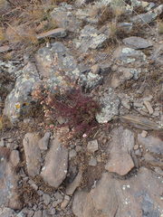 Chamaerhodos grandiflora