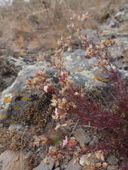 Chamaerhodos grandiflora