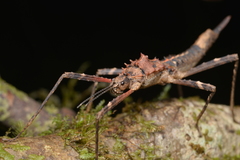 Labidiophasma rouxi