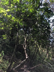 Dysoxylum spectabile