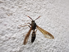 Pseudosphex melanogen