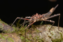 Labidiophasma rouxi