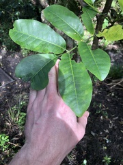 Dysoxylum spectabile