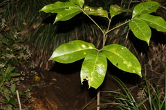 Melicope elleryana