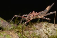 Labidiophasma rouxi