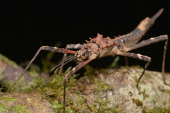 Labidiophasma rouxi