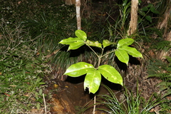 Melicope elleryana